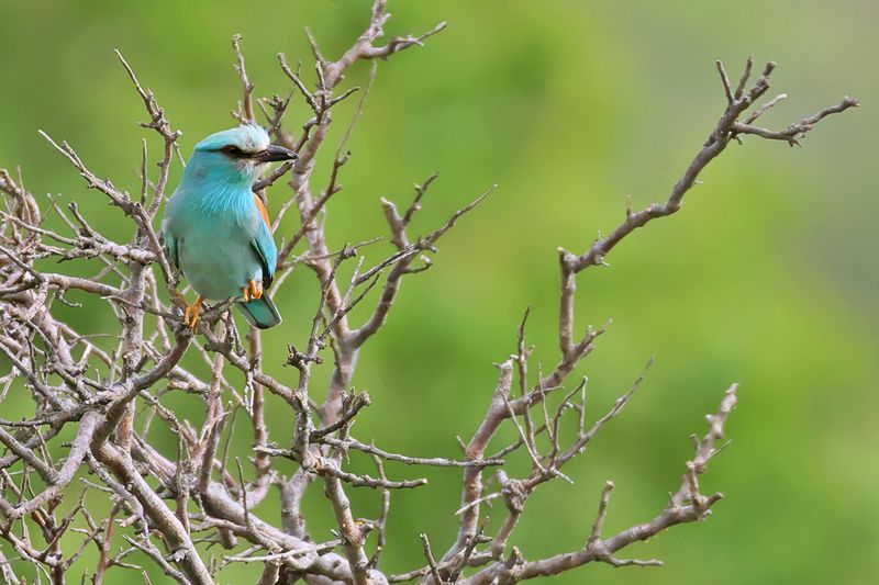 European Roller (Coracias garrulus)