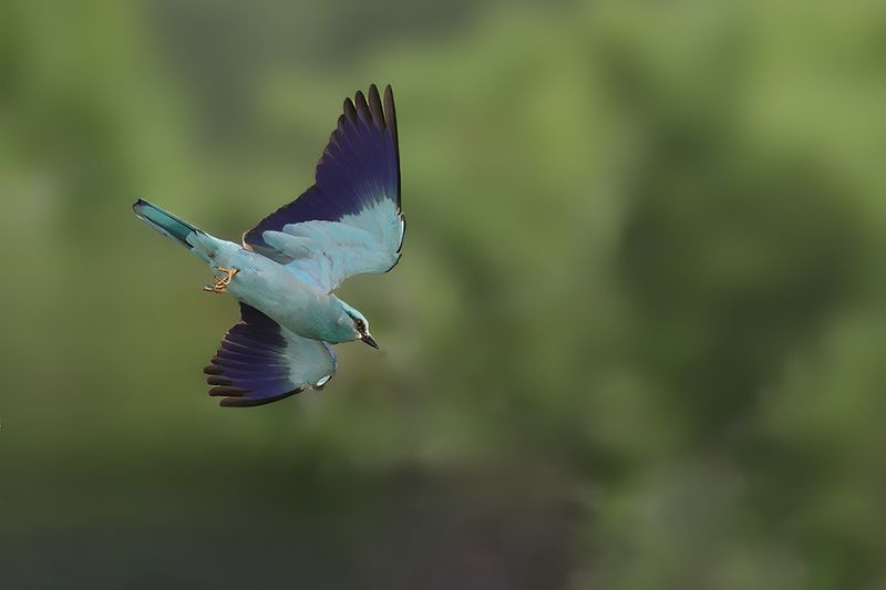 European Roller (Coracias garrulus)