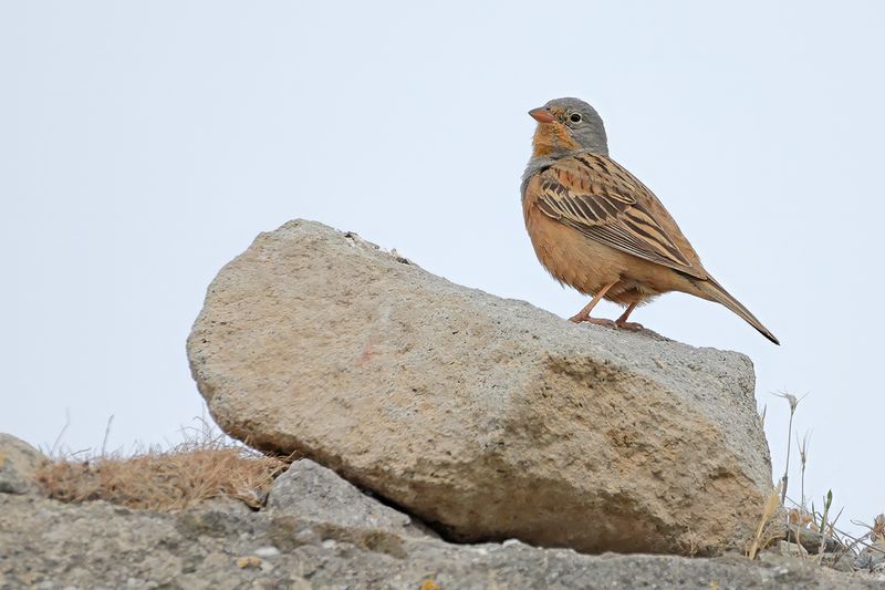 Cretzschmar's Bunting (Emberiza caesia)