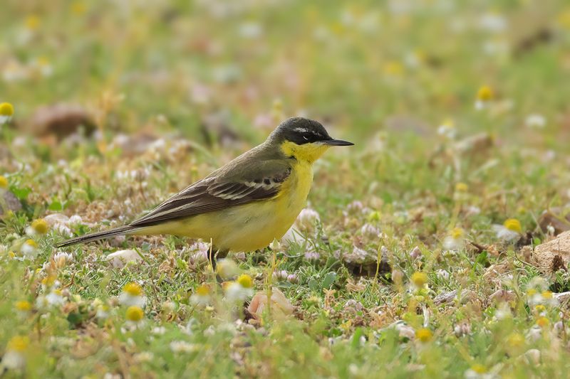 Yellow Wagtail (Motacilla - flava) Ssp: dombrowski ?