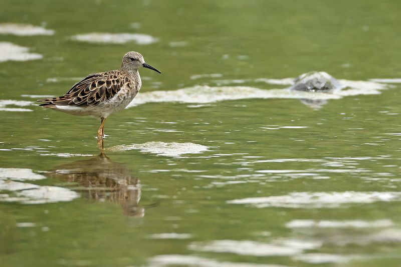 Ruff (Philomachus pugnax)