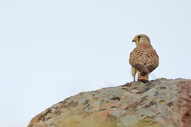 Lesser Kestrel (Falco naumanni)