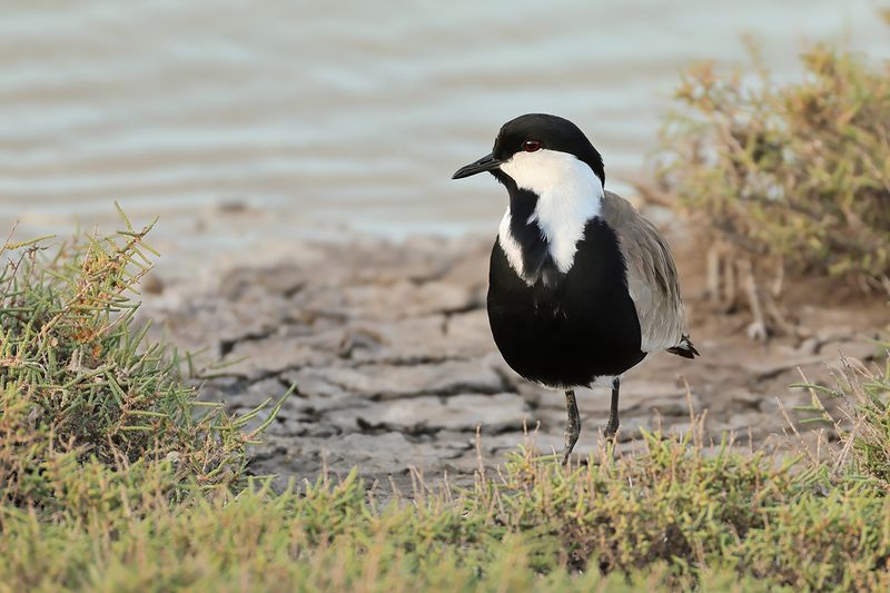 Spur-winged Plover (Vanellus spinosus)