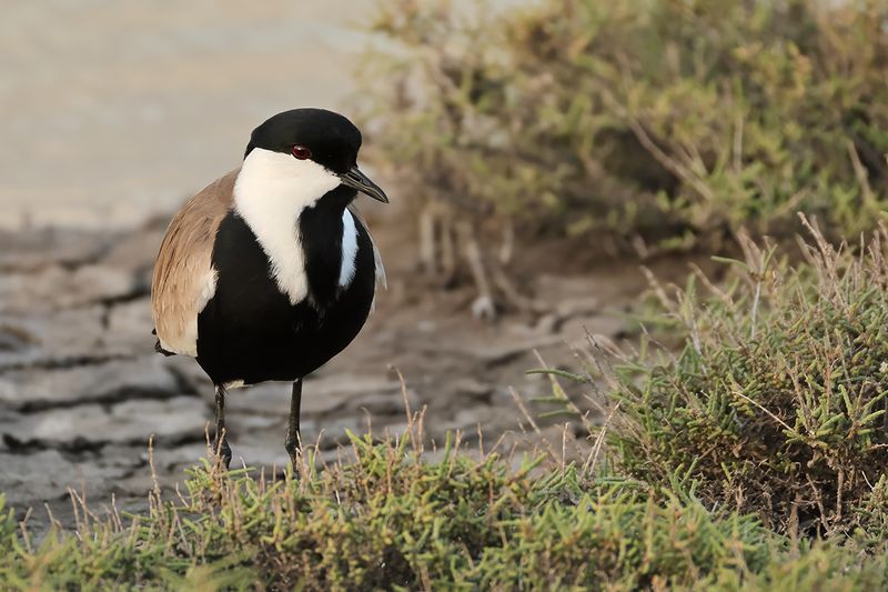 Spur-winged Plover (Vanellus spinosus)