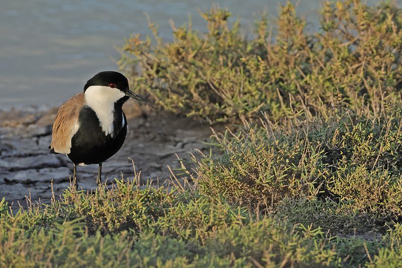 Spur-winged Plover (Vanellus spinosus)