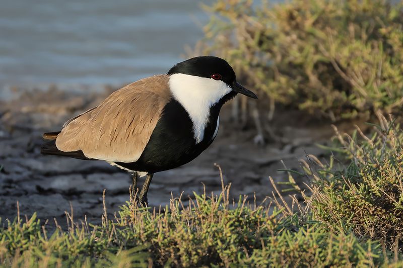 Spur-winged Plover (Vanellus spinosus)