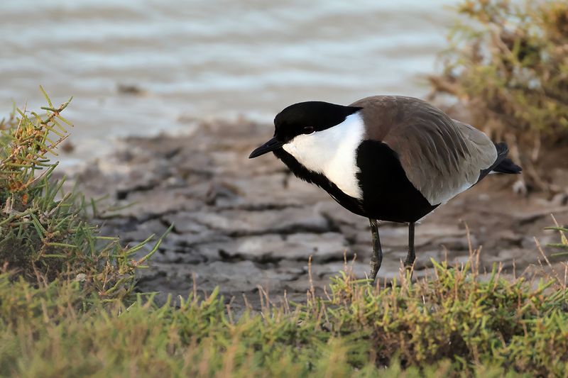Spur-winged Plover (Vanellus spinosus)