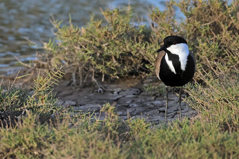 Spur-winged Plover (Vanellus spinosus)