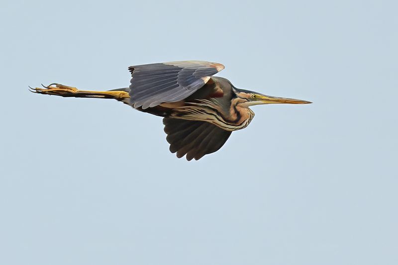 Purple Heron (Ardea purpurea)