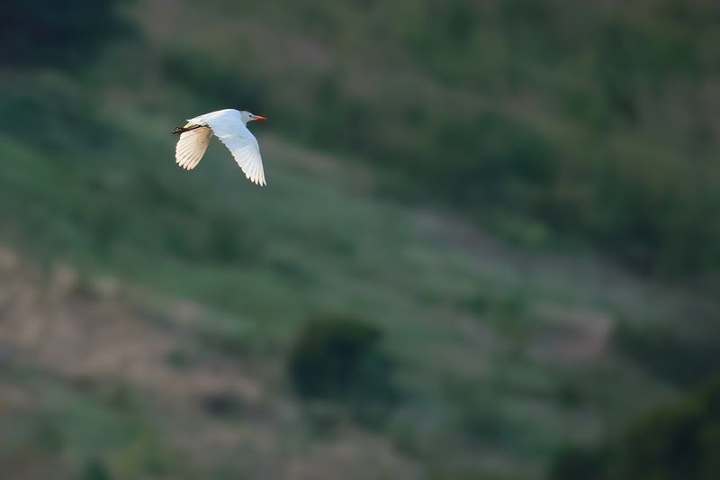 Cattle Egret (Bubulcus ibis)