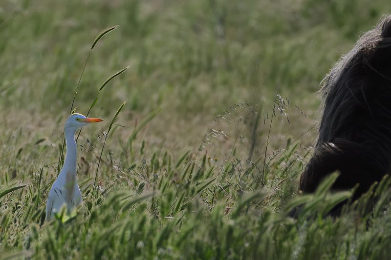Cattle Egret (Ardea ibis)