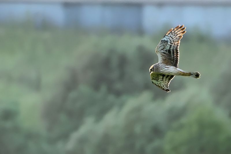 Hen Harrier (Circus cyaneus)