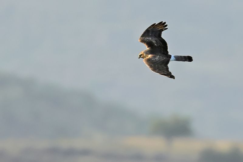 Hen Harrier (Circus cyaneus)