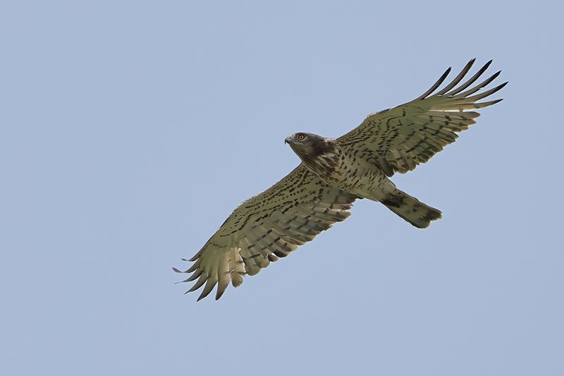 Short-toed Eagle (Circaetus gallicus)