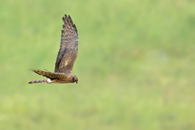 Montagu's Harrier (Circus pygargus)