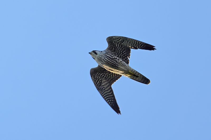 Peregrine Falcon (Falco peregrinus)