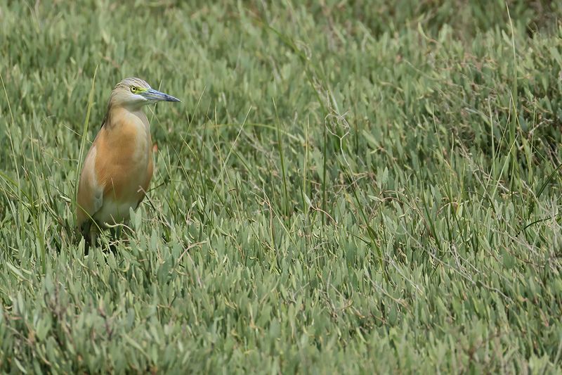 Squacco Heron (Ardeola ralloides)