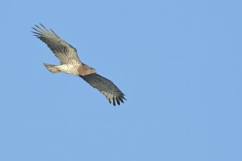 Short-toed Eagle (Circaetus gallicus)