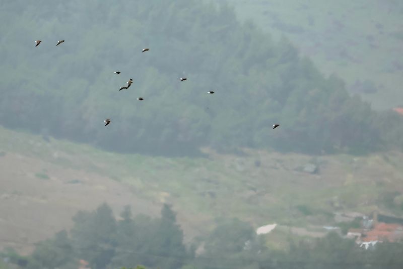 Collared pratincole (Glareola pratincola)
