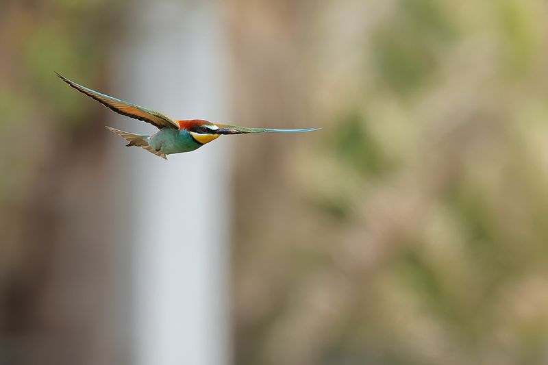 European Bee-eater (Merops apiaster)