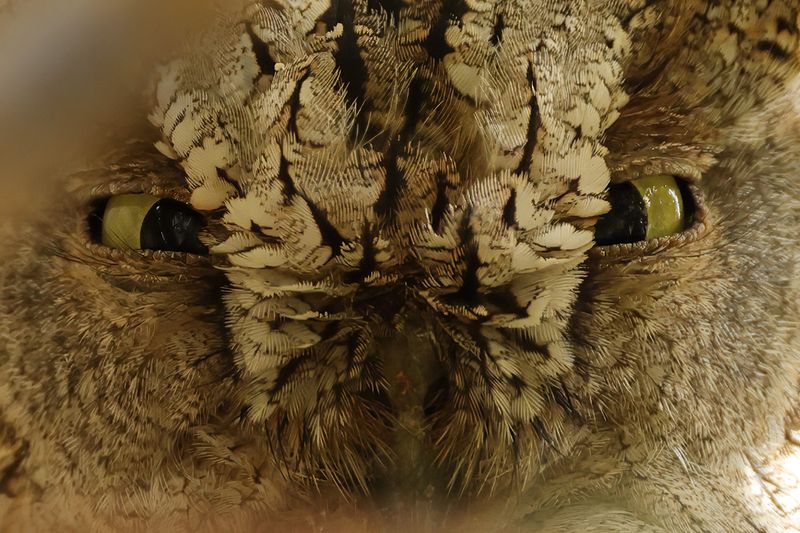 European Scops Owl (Otus scops)
