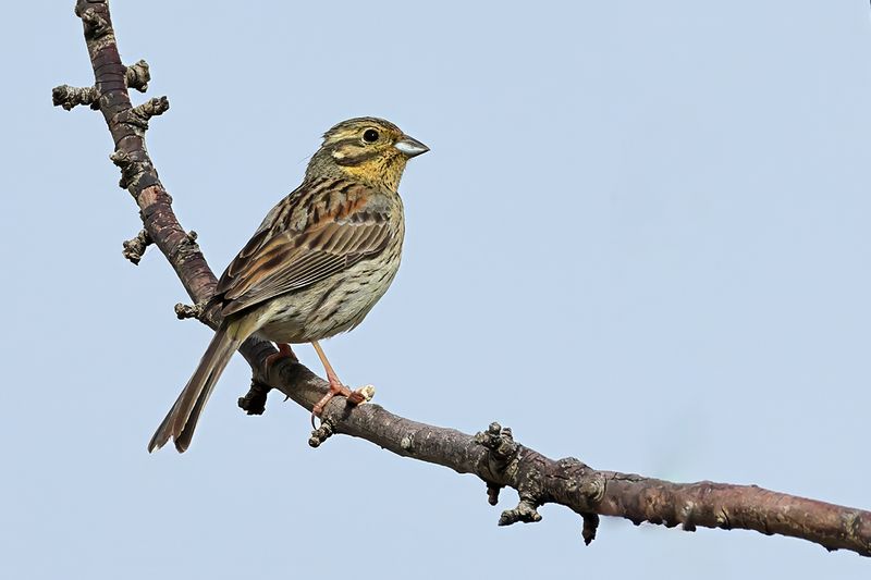 Cirl Bunting - Emberiza cirlus