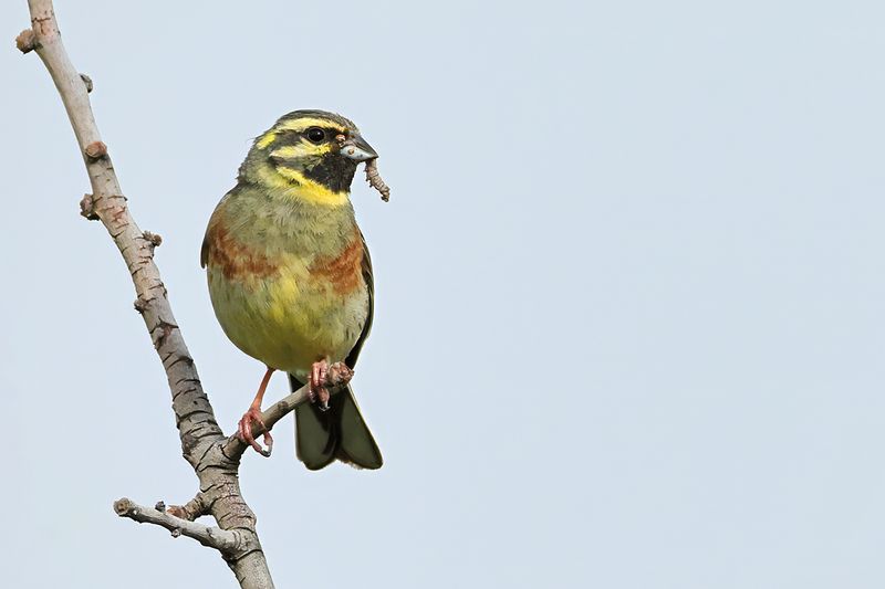 Cirl Bunting - Emberiza cirlus