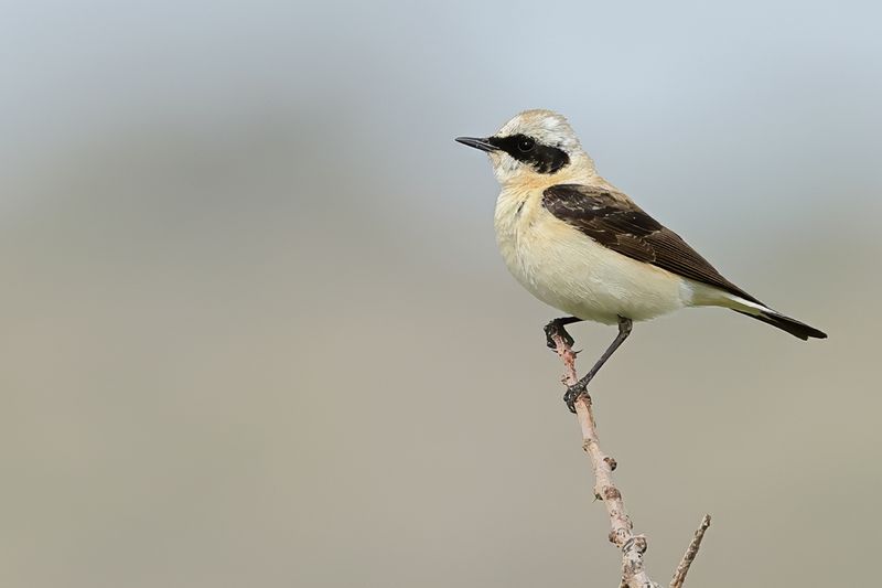 Eastern Black-eared Wheatear (Oenanthe melanoleuca)