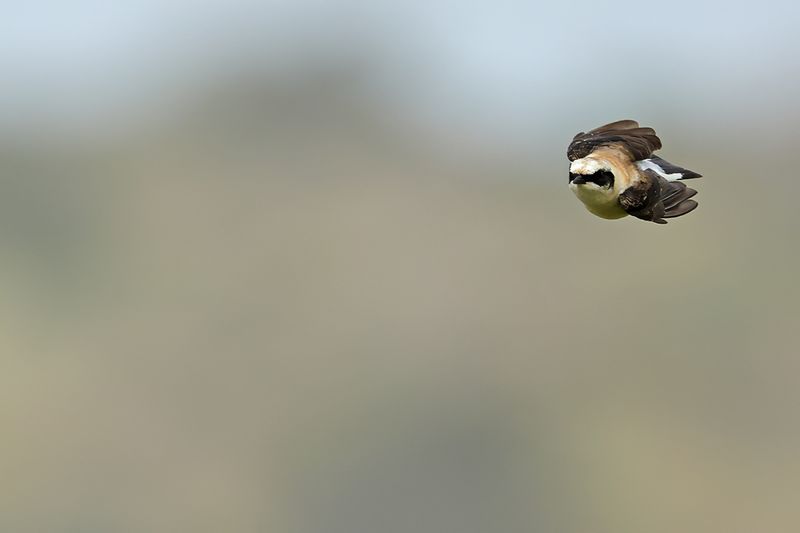 Eastern Black-eared Wheatear (Oenanthe melanoleuca)