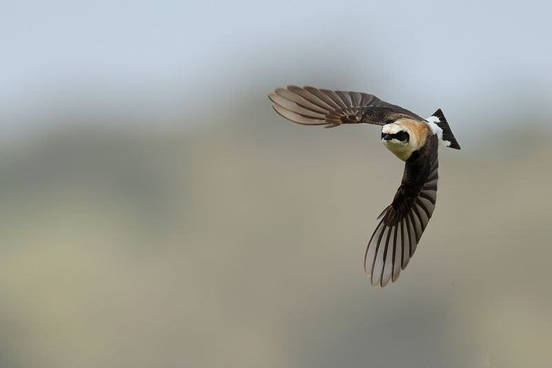 Eastern Black-eared Wheatear (Oenanthe melanoleuca)