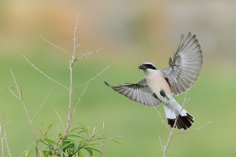 Red-backed Shrike (Lanius collurio)