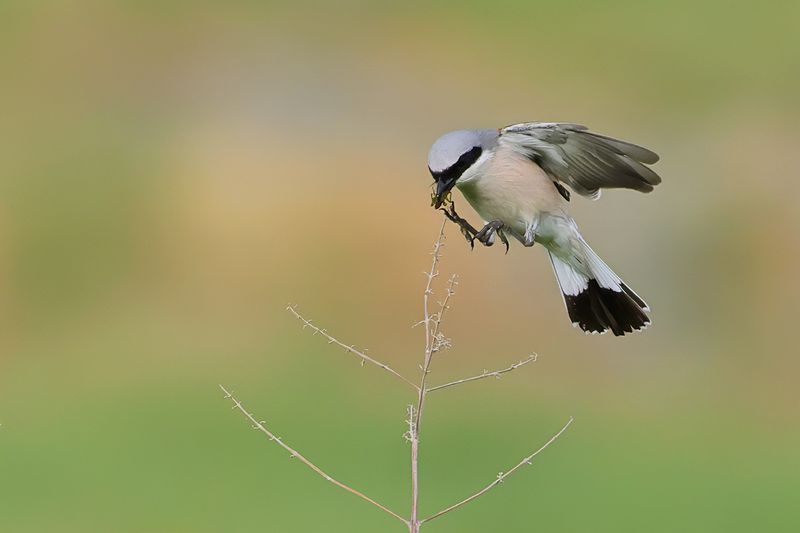 Red-backed Shrike (Lanius collurio)