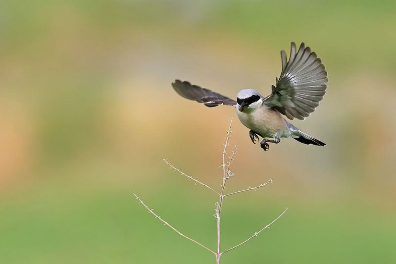 Red-backed Shrike (Lanius collurio)