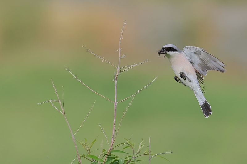 Red-backed Shrike (Lanius collurio)