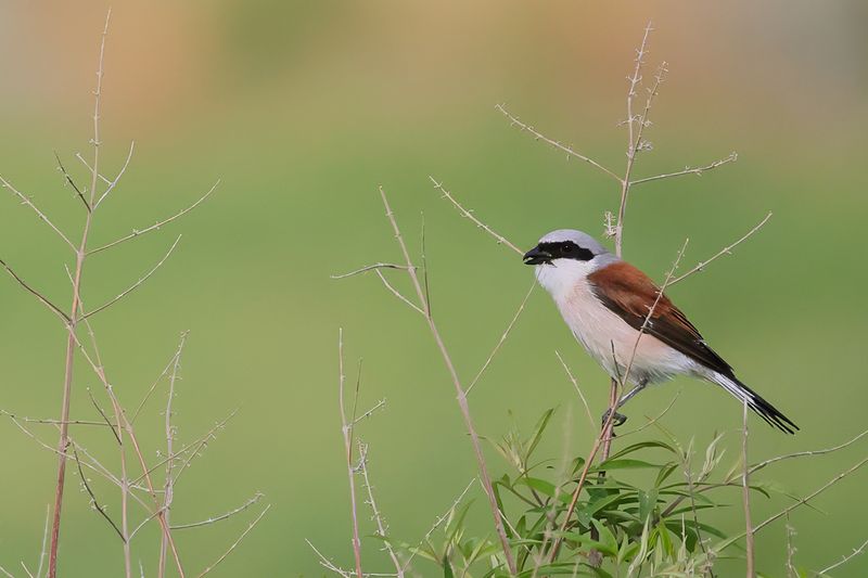 Red-backed Shrike (Lanius collurio)