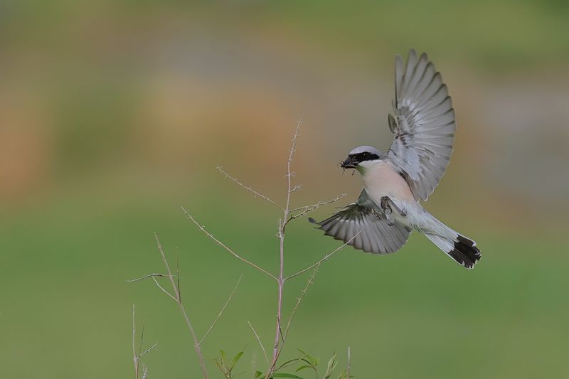 Red-backed Shrike (Lanius collurio)