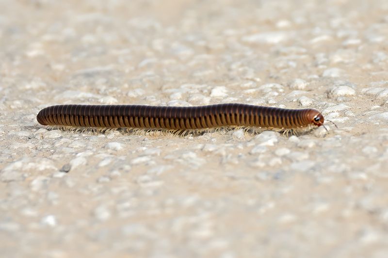 Millipede