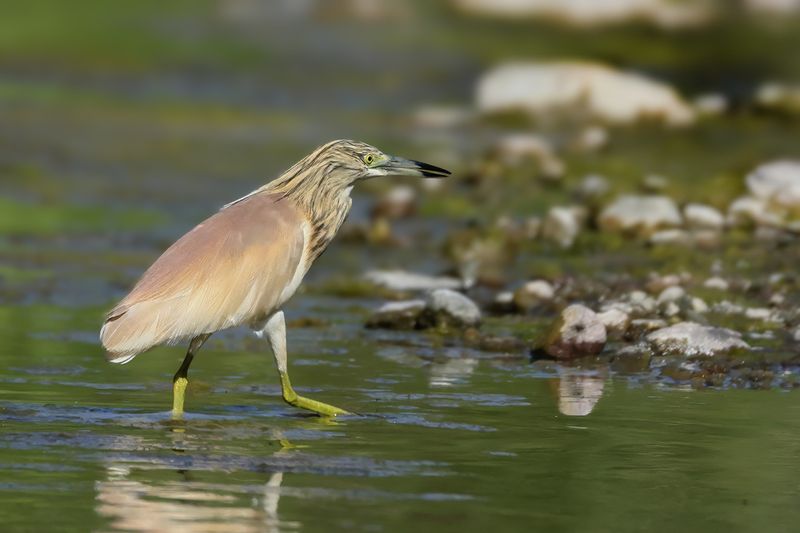 Squacco Heron (Ardeola ralloides)