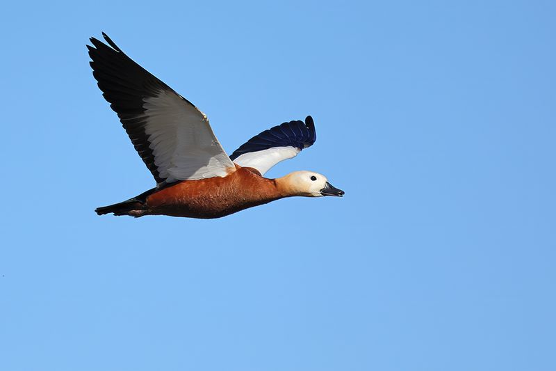 Ruddy Shelduck (Tadorna ferruginea)