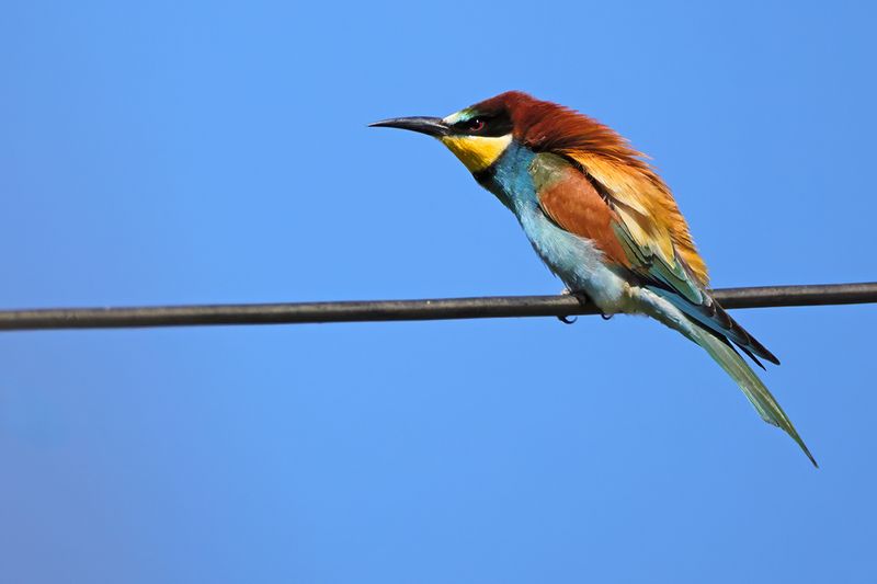 European Bee-eater (Merops apiaster)