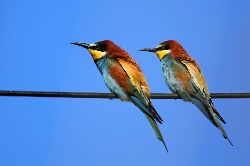 European Bee-eater (Merops apiaster)