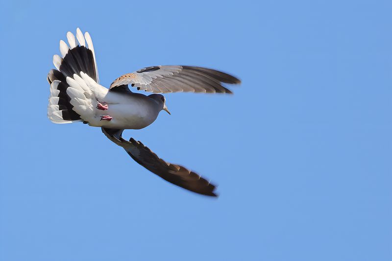 European Turtle Dove (Streptopelia turtur)