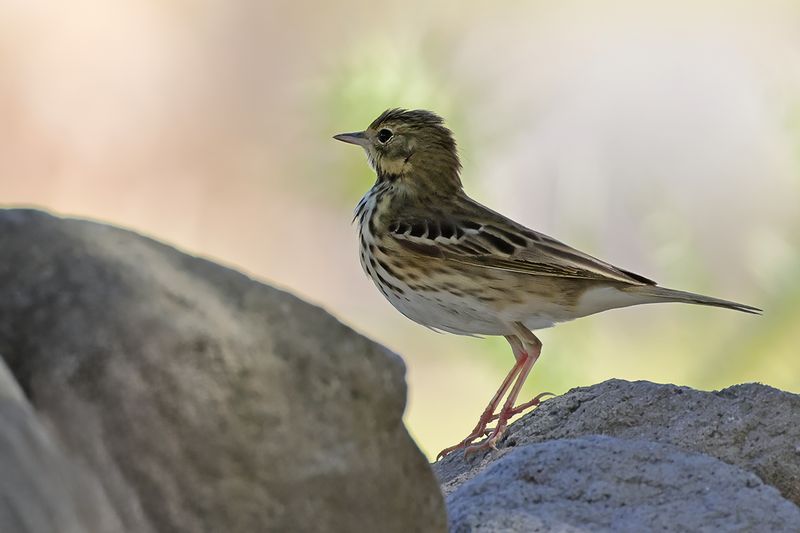 Tree Pipit (Anthus trivialis)