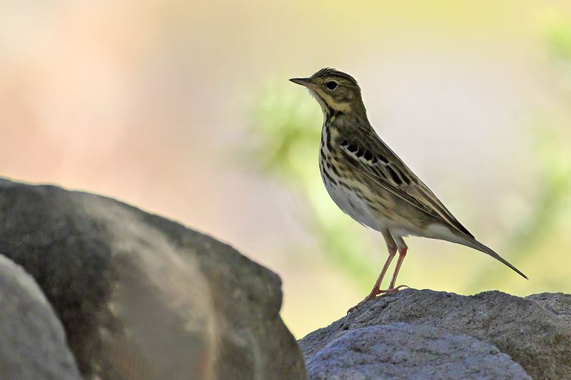 Gallery Tree Pipit 
