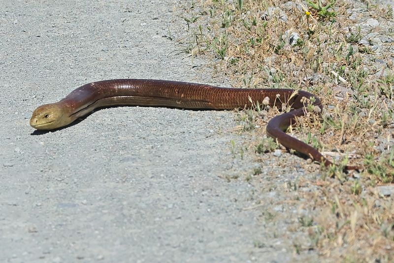 Glass lizard - (Pseudopus apodus)