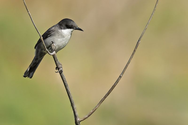 Eastern Orphean Warbler (Sylvia crassirostris)