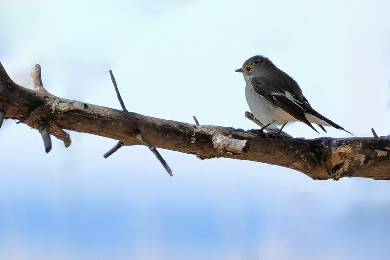 Pied Flycatcher (Ficedula hypoleuca)