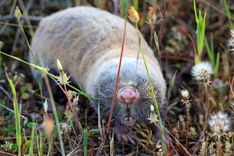 Lesser blind mole-rat (Nannospalax leucodon)