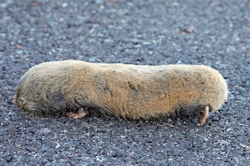Lesser blind mole-rat (Nannospalax leucodon)