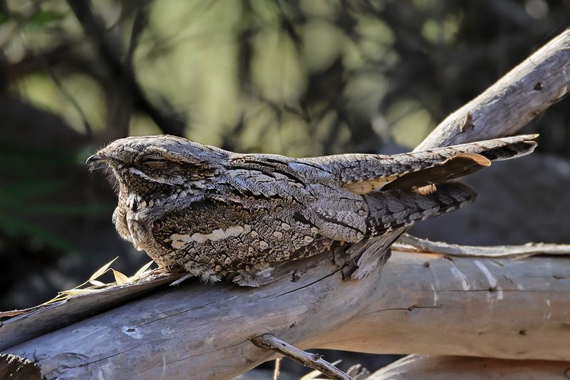 European nightjar (Caprimulgus europaeus)
